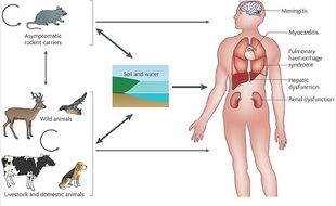 2 Warga di Colomadu Karanganyar Terjangkit Leptospirosis, 1 Orang Lainnya Meninggal