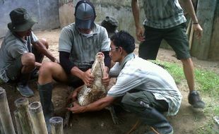 Nakal, Buaya Gembiraloka Pindah Rumah