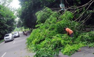 ANGIN KENCANG SOLO : Pohon Tumbang, Sebagian Jl. Slamet Riyadi Ditutup