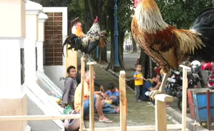 AYAM KETAWA: Ayam pun Bisa Menirukan Suara Tokek dan Kuntilanak