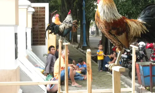 AYAM KETAWA: Ayam pun Bisa Menirukan Suara Tokek dan Kuntilanak