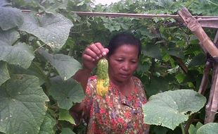 LALAT BUAH Resahkan Petani Tegalrejo