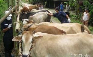  SAPI MATI MENDADAK: Tim Disnakkan Suntik 89 Ternak