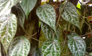 Daun Sirih Atasi Nyeri Haid