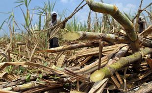 PERKEBUNAN JATENG :  Pemprov Jateng Minta Impor Raw Sugar Dibatasi