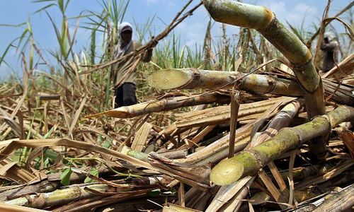 PERTANIAN KARANGANYAR : Impor Gula Menggila, Petani Tebu Terlunta