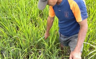 SERANGAN TIKUS, Puluhan Hektare Padi Gagal Panen