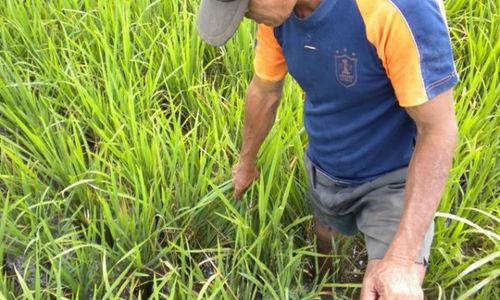 SERANGAN TIKUS, Puluhan Hektare Padi Gagal Panen