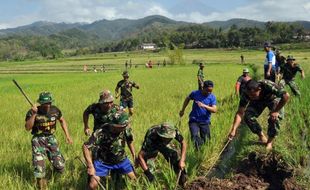 SERANGAN TIKUS Mengganas di Sebagian Wilayah Klaten