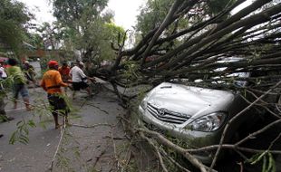 POHON AMBRUK MENIMPA INNOVA