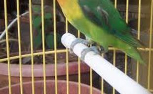 Harga Burung Love Bird di Delanggu Klaten Saat Ini Masih Anjlok 