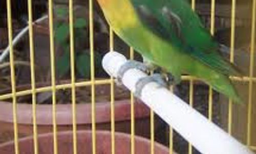 Harga Burung Love Bird di Delanggu Klaten Saat Ini Masih Anjlok 