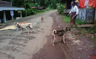 ANJING LIAR: Warga Waswas, Disnakkan Sragen Imbau Anjing Dikandangkan