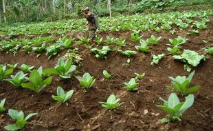 PERTANIAN BANTUL : Masih Ada 750 Bidang Lahan Aman Alih Fungsi