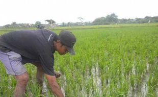 HAMA: Masuki MT II, Petani Waspadai Serangan Hama