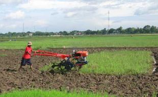 PUPUK: Distribusi Pupuk Bersubsidi Dikeluhkan