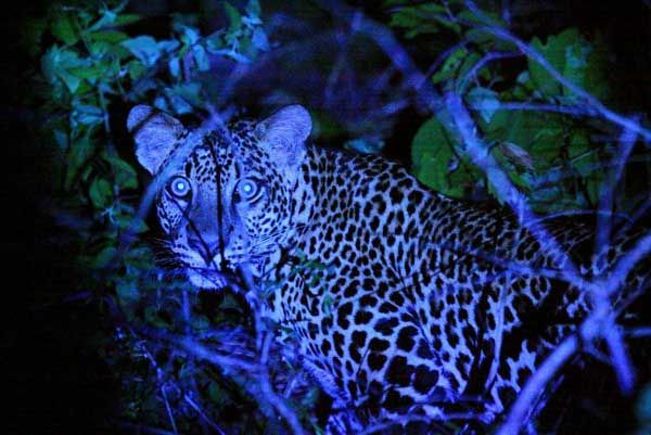 Gunung Lawu Habitat Macan Tutul Jawa dan Peluang Jadi Taman Nasional