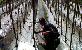 PEMBERDAYAAN PEMUDA: Pemuda Desa Sukorini Dilatih Budidaya Cabai