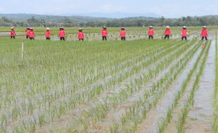  POLA TANAM: Kementan Wajibkan Petani Lakukan Pola Tanam Serentak