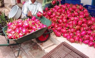 Wonogiri Punya Potensi Jadi Kawasan Pengembangan Buah Naga