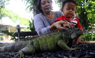   TAMAN REPTIL di Balekambang Segera Dikomersialisasikan