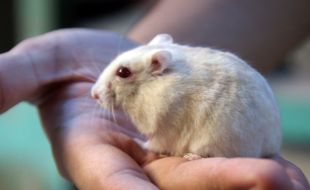 HAMSTER: Kuliah Sambil Beternak Hamster 