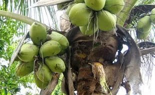 Ini Lima Daerah Penghasil Kelapa Paling Banyak di Jawa Timur