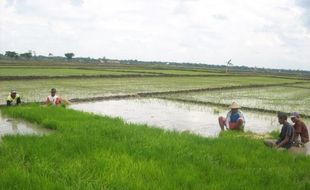  PERCONTOHAN POLA TANAM: Dispertan Siapkan 500 Ha Untuk Tanam Serentak