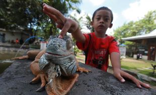 TAMAN REPTIL Balekambang Perlu Donasi Pengunjung