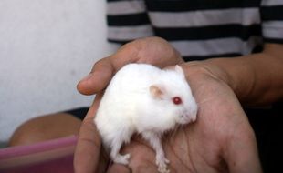 HAMSTER: Komunitas Pehobi Jaga Tren