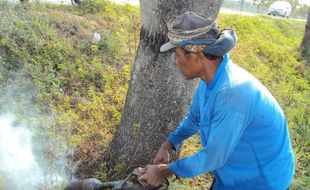 BASMI TIKUS: Distanbunhut Karanganyar Siapkan Emposan