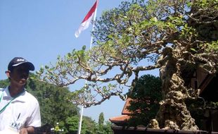 PAMERAN BONSAI: Wow! Ada Bonsai Senilai Ratusan Juta 