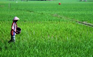 SARANA PERTANIAN : Petani Jumapolo Mengeluh Pupuk Langka