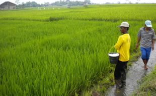  KAPER Serang Tanaman Padi di Karanganyar