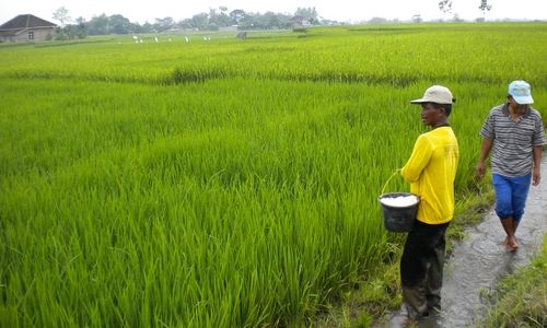  KAPER Serang Tanaman Padi di Karanganyar