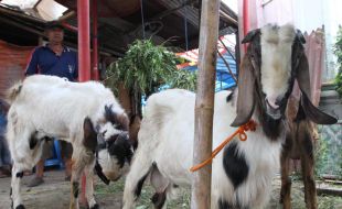  BANTUAN KAMBING: 743 Warga Klaten Terima Bantuan Kambing