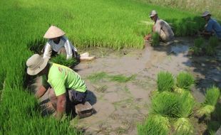 MUSIM TANAM II, Lima Desa di Andong Tak Kebagian Air Bade