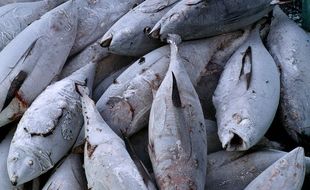 Produksi Tuna Indonesia Terus Menurun