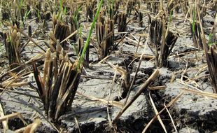 TADAH HUJAN: Sawah Merekah, Petani Gagal Panen Padi