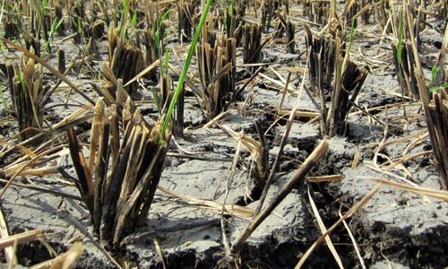 TADAH HUJAN: Sawah Merekah, Petani Gagal Panen Padi