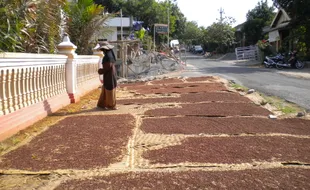 CENGKEH KERING: Penjual Cengkeh Kering Keluhkan Harga 