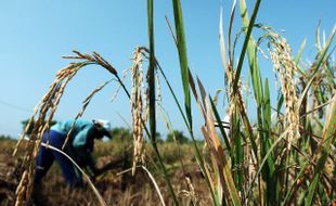 UGM Kembangkan Padi Amfibi, Hidup 2 Lahan dan Hasil 10 Ton Per Hektare