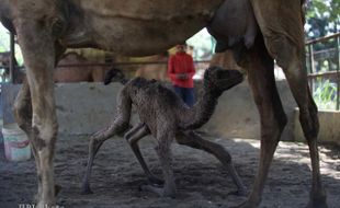 Wali Kota Solo Beri Nama Bayi Unta TSTJ Dovir Olan, Artinya Mengejutkan!