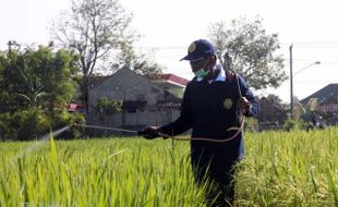 HAMA WERENG: Petani Colomadu Lakukan Penyemprotan Massal