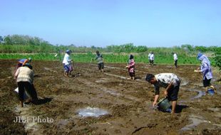 PENYULUH SWADAYA : Sanden Berdayakan Penyuluh Pertanian Swadaya