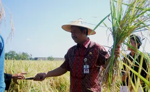  BUPATI KLATEN Pimpin Panen Raya Rajalele 