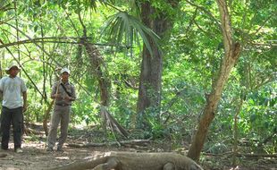 WISATA: Pulau Komodo nan Eksotis