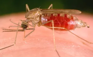 Stok Obat Malaria di Kulonprogo Aman