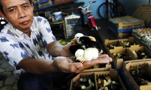   PEMBIBITAN AYAM KAMPUNG: Dari 50 Ekor Kini 1.500 Ekor...