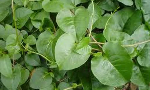 OBAT HERBAL: Daun Bihanong Ampuh Obati Mag